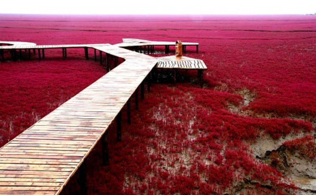 Красный пляж Паньцзинь (Panjin Red Beach) - Китай