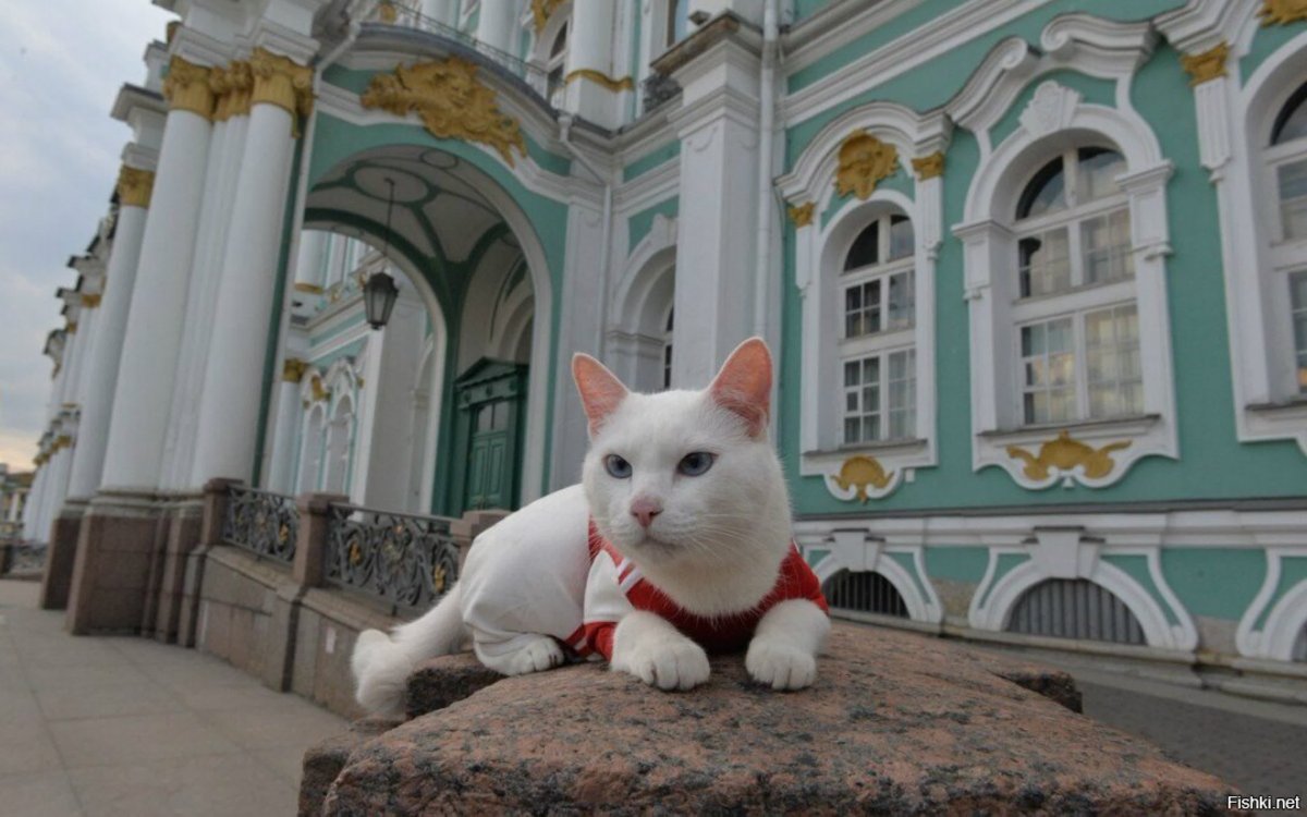 Коты Эрмитажа
