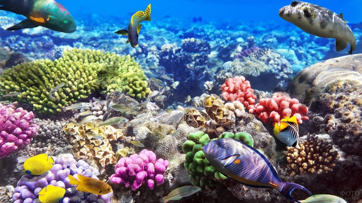 Красное море риф Шарм Эль Шейх