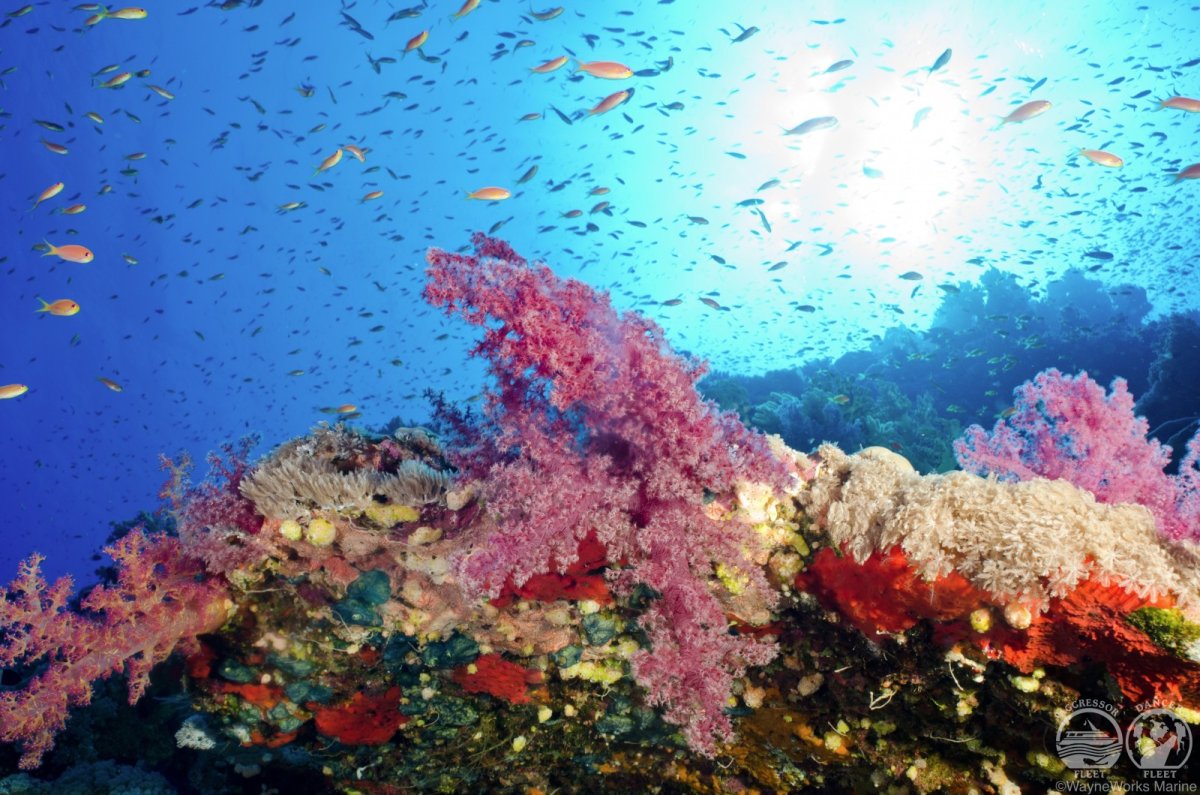 Красное море климат