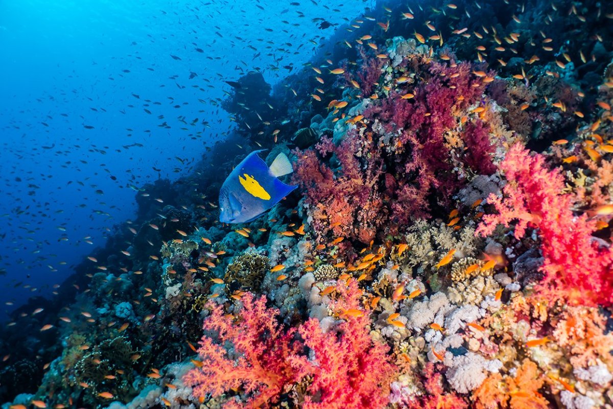 Эйлат у красного моря живопись, Графика