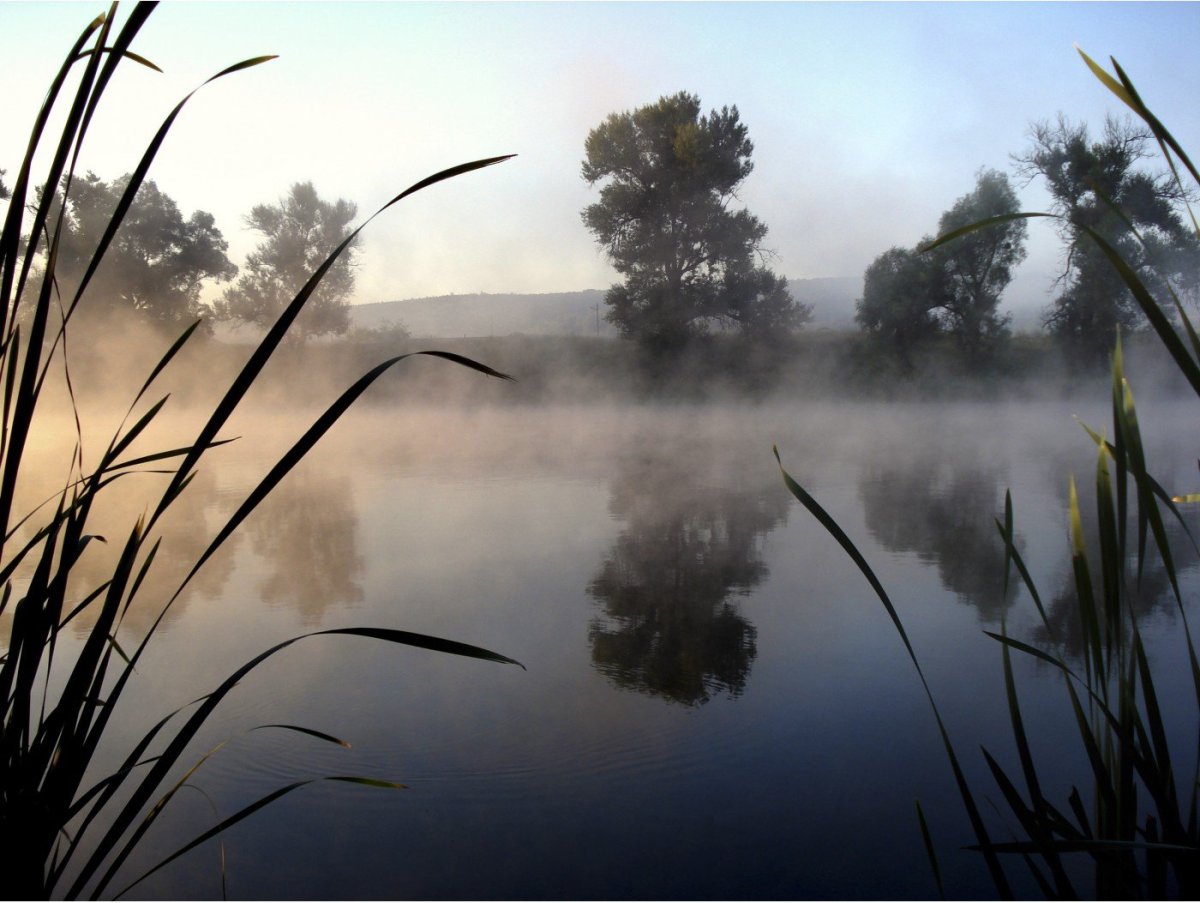 Речка с камышами