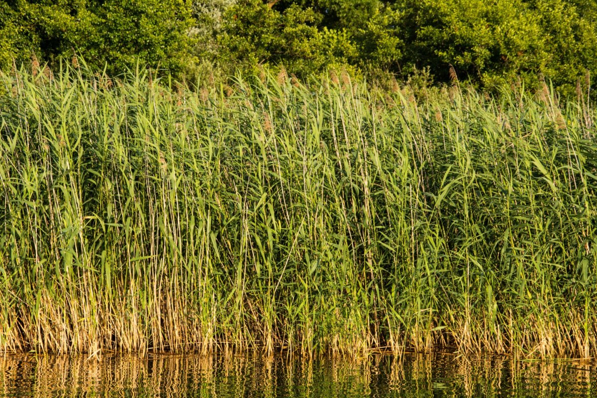 Тростник обыкновенный (phragmites communis