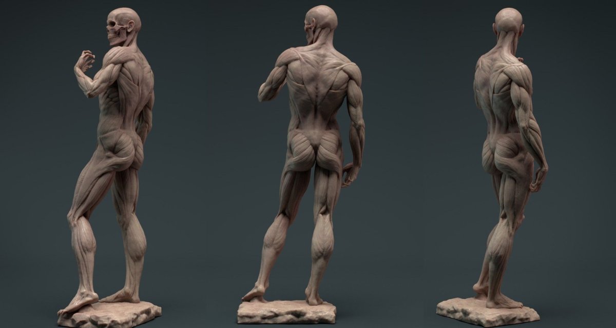 Давид анатомия 3d