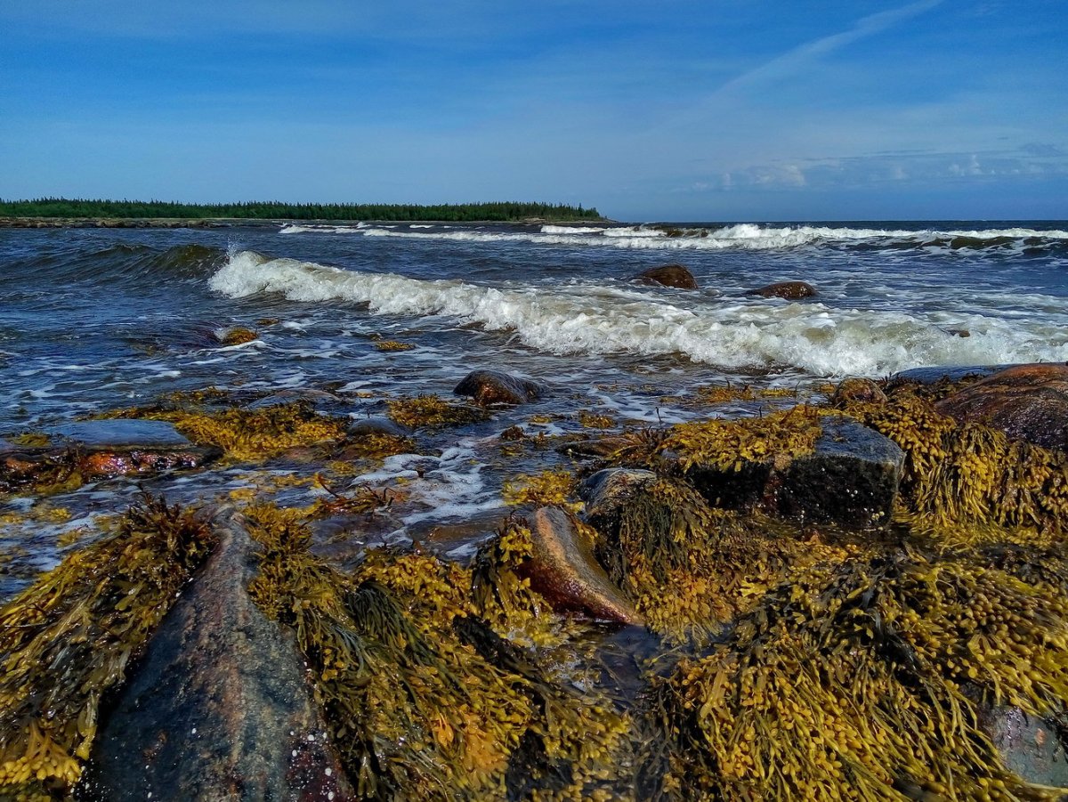 Белое море вода