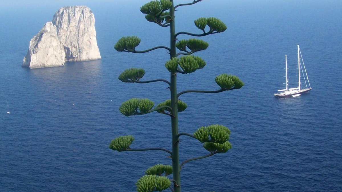 Дерево, море, парусник