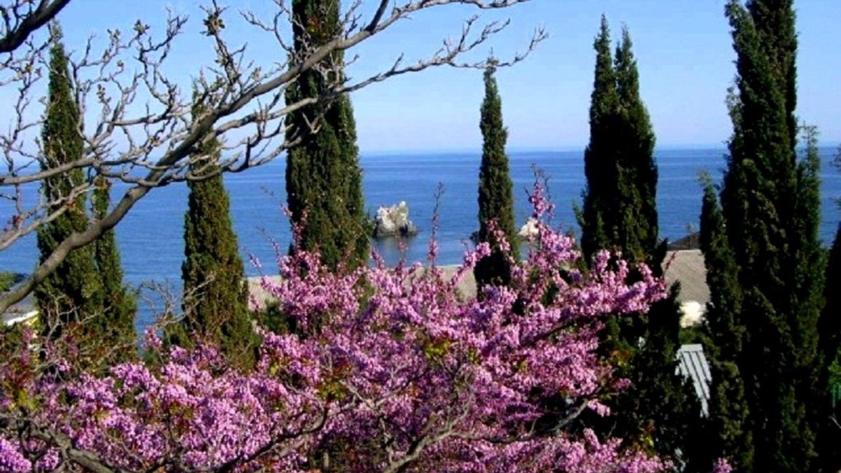 Кипарисы Ялта море