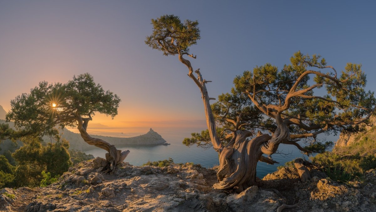 Крым кипарисы сосны берег моря