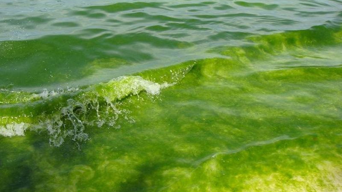 Черное море цветет Анапа