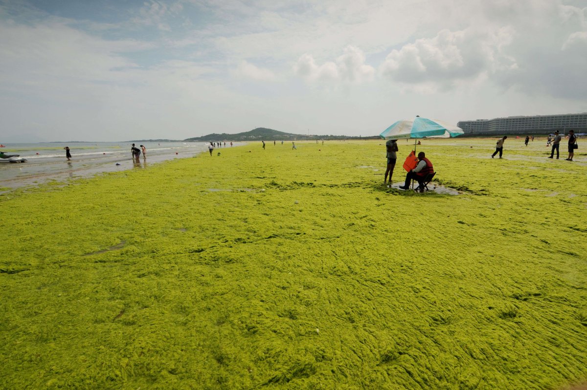 Желтое море цветение водорослей