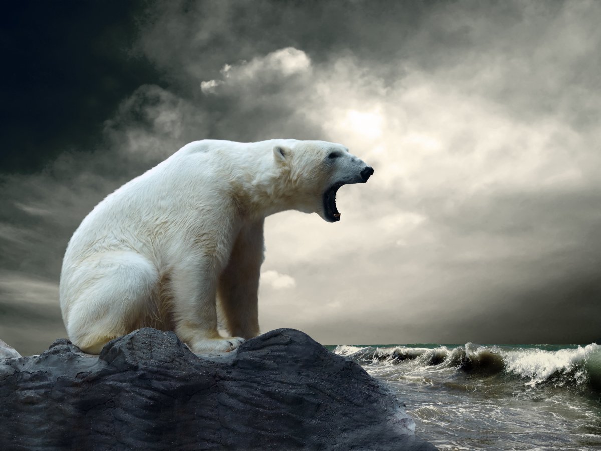Urs Polar