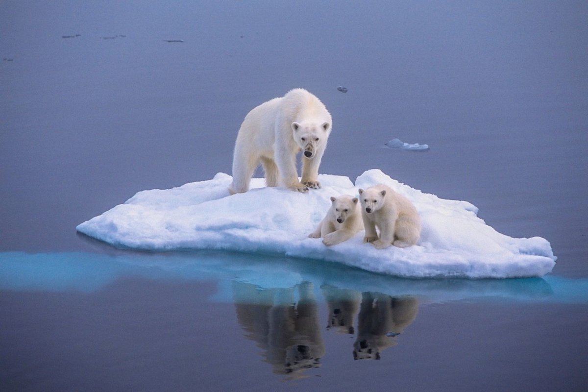 Полар бир (Polar Bear)