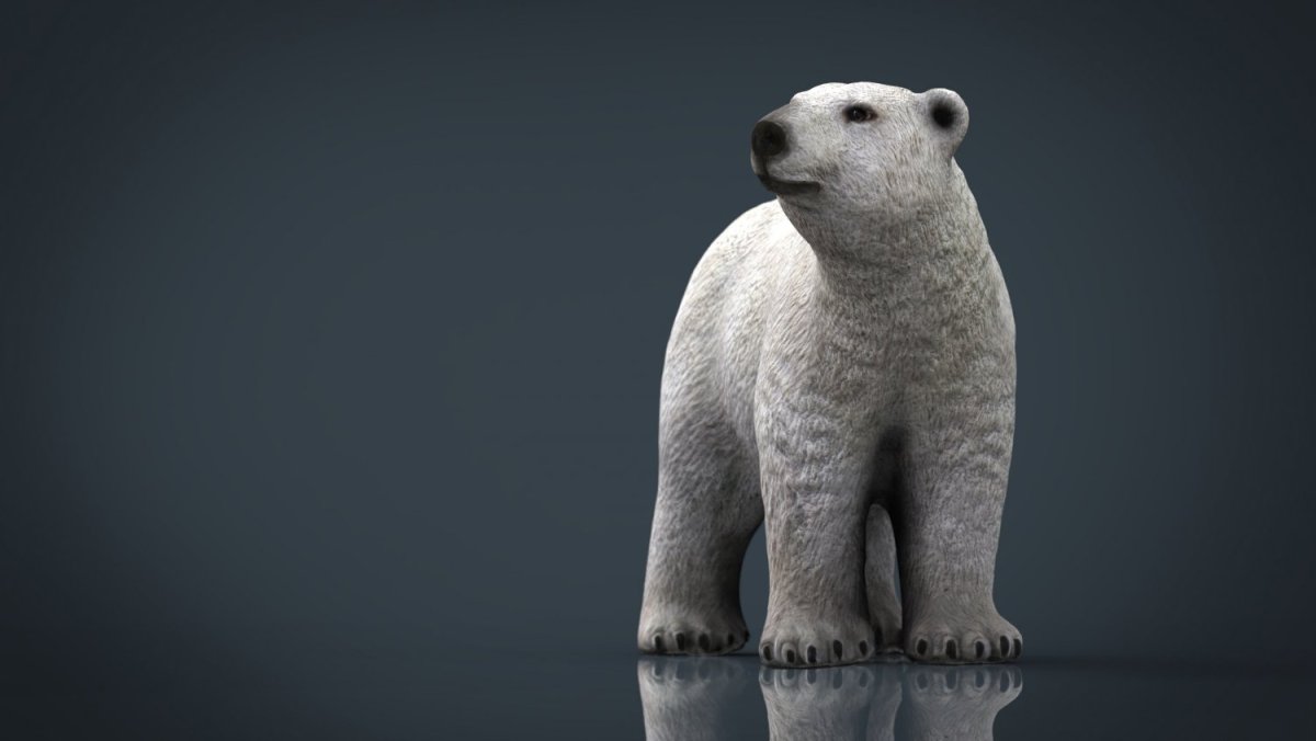 Белый медведь 3d модель