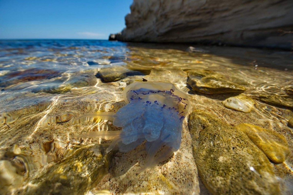 Вода берег
