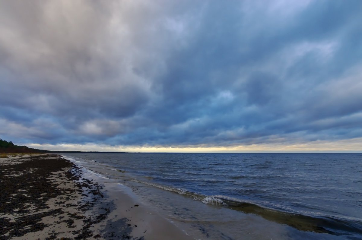 Рижское Взморье сосны