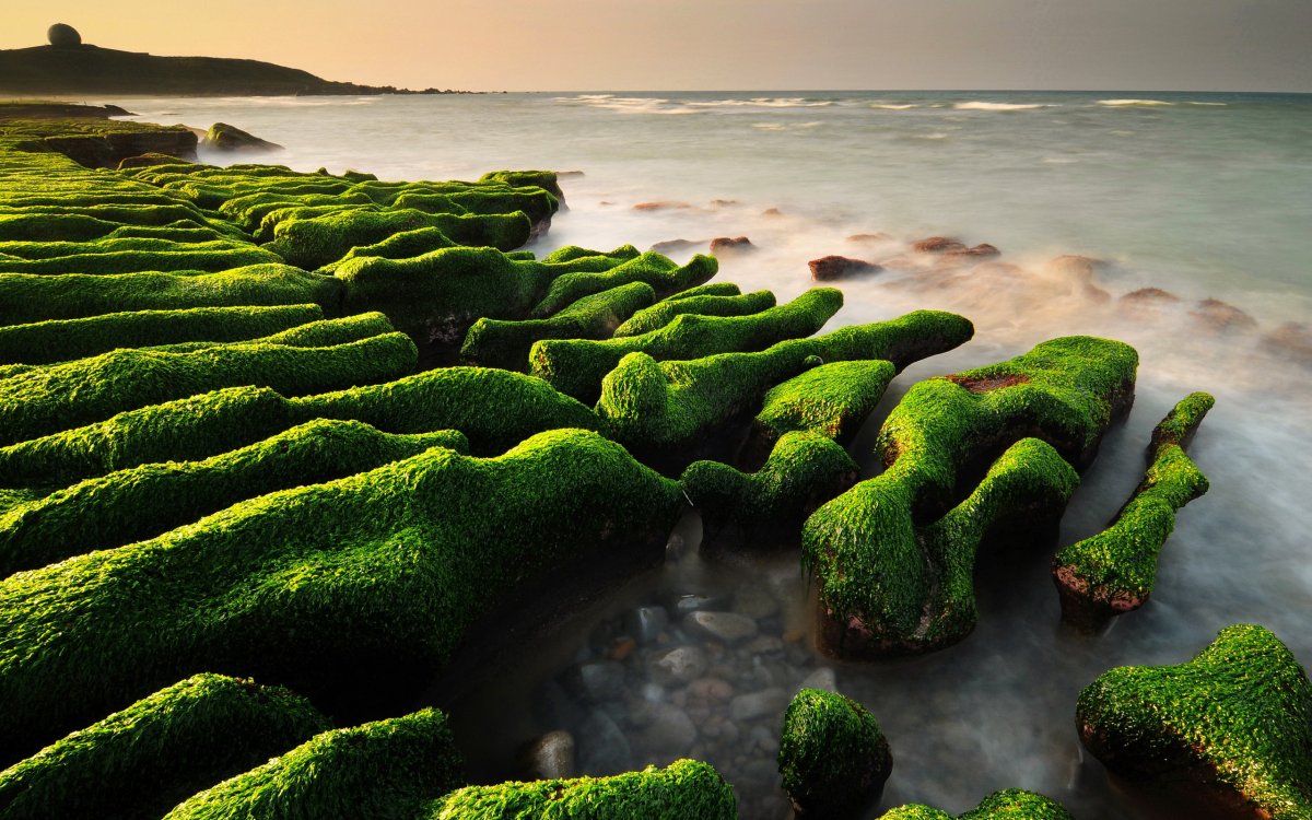 Тина водоросли