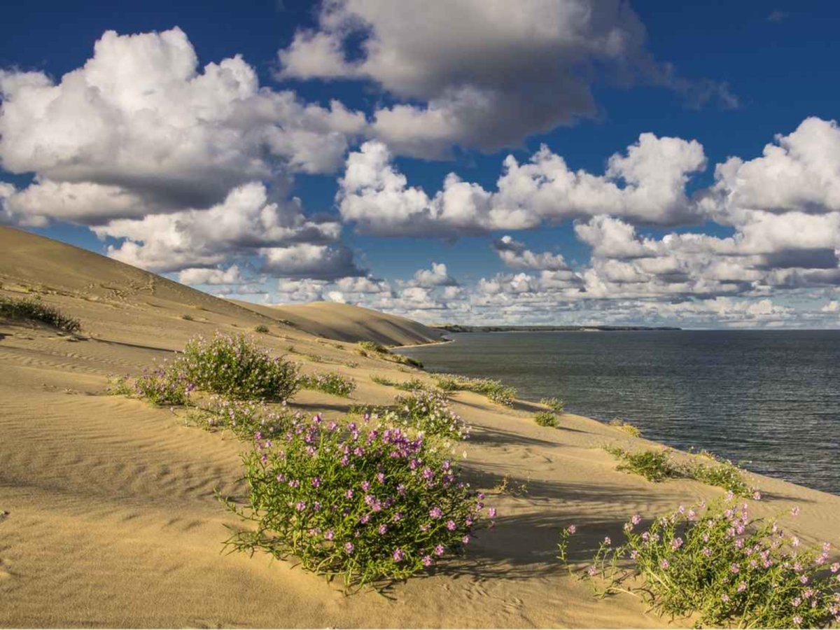 Куршская коса природа дюны