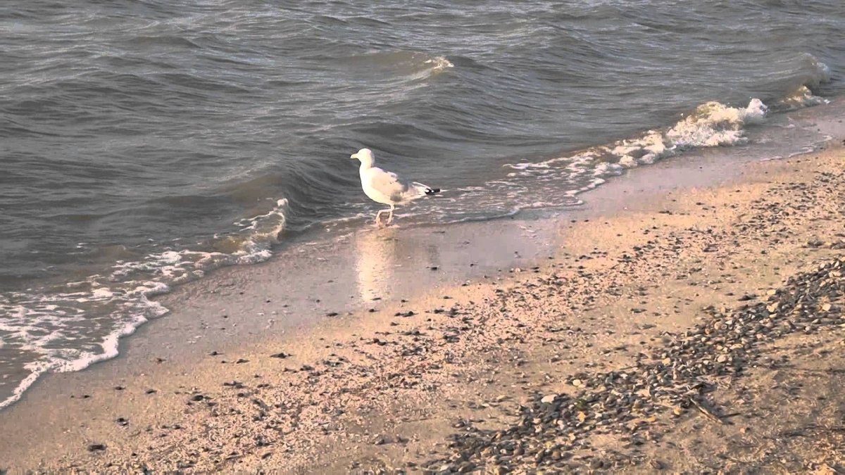 Птицы Азовского моря Ейск
