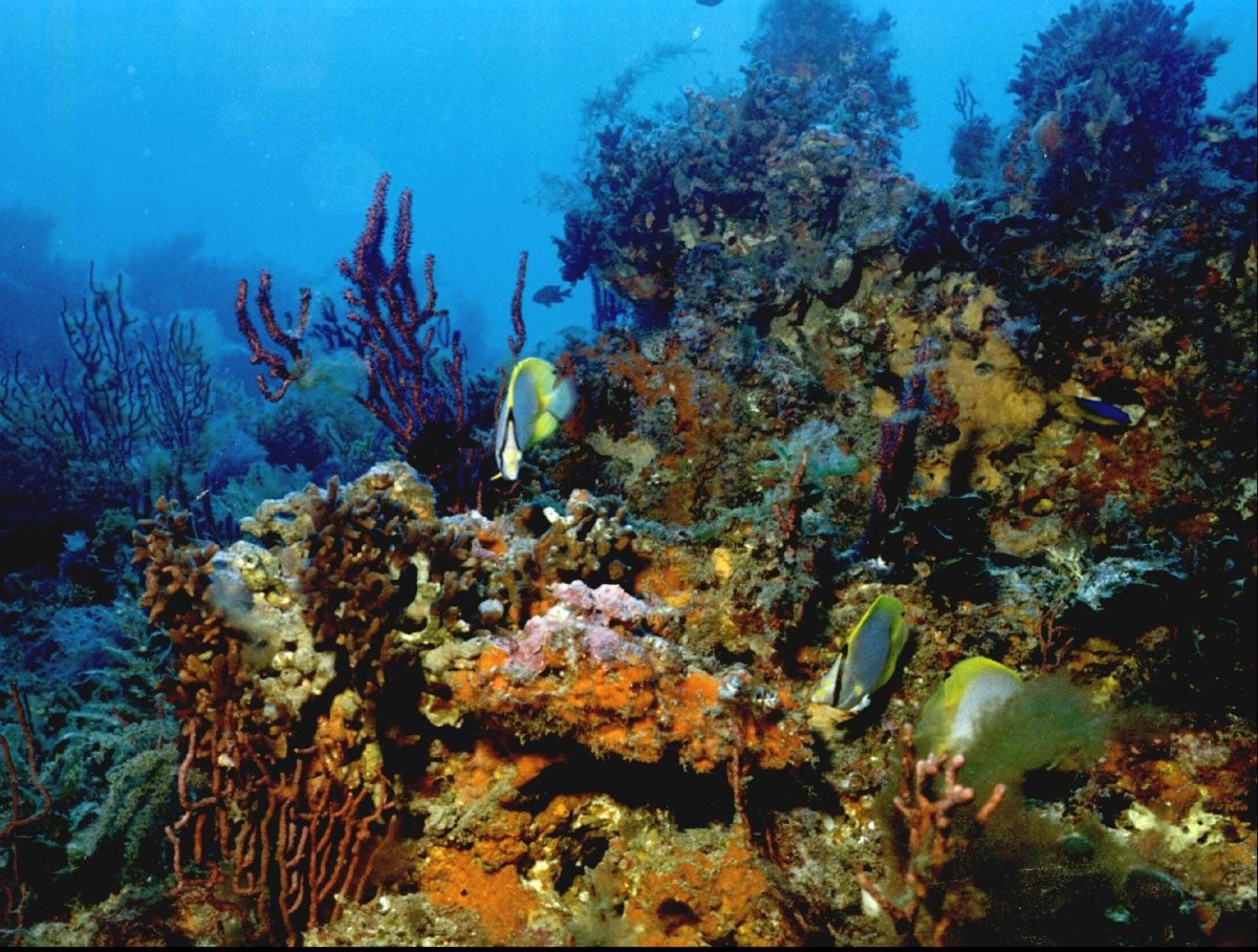 Эйлат красное море водоросли