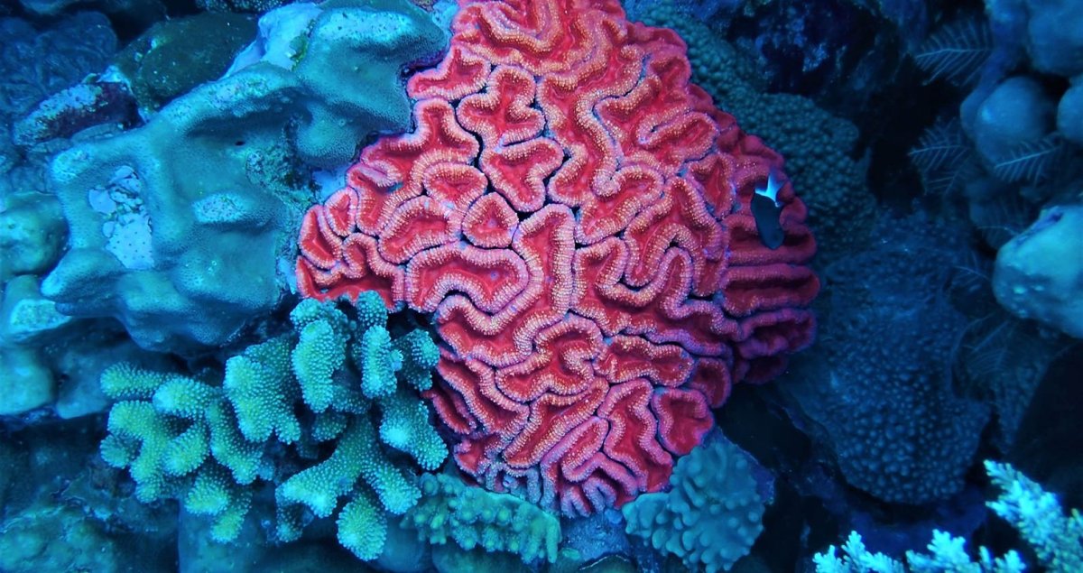 Капелла морской коралл