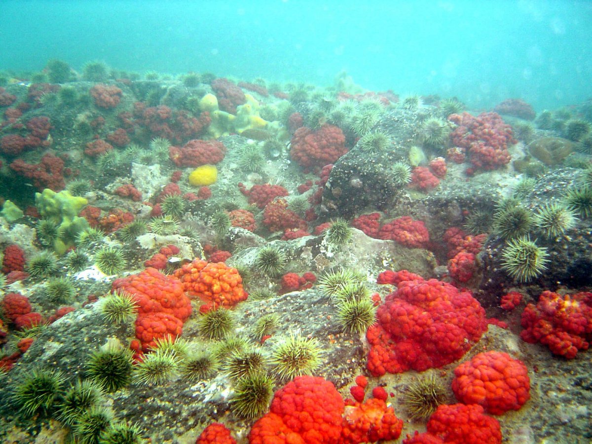 Берингово море подводный мир