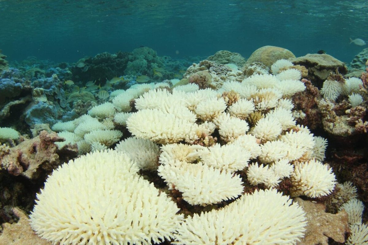 Coral Reef Bleaching