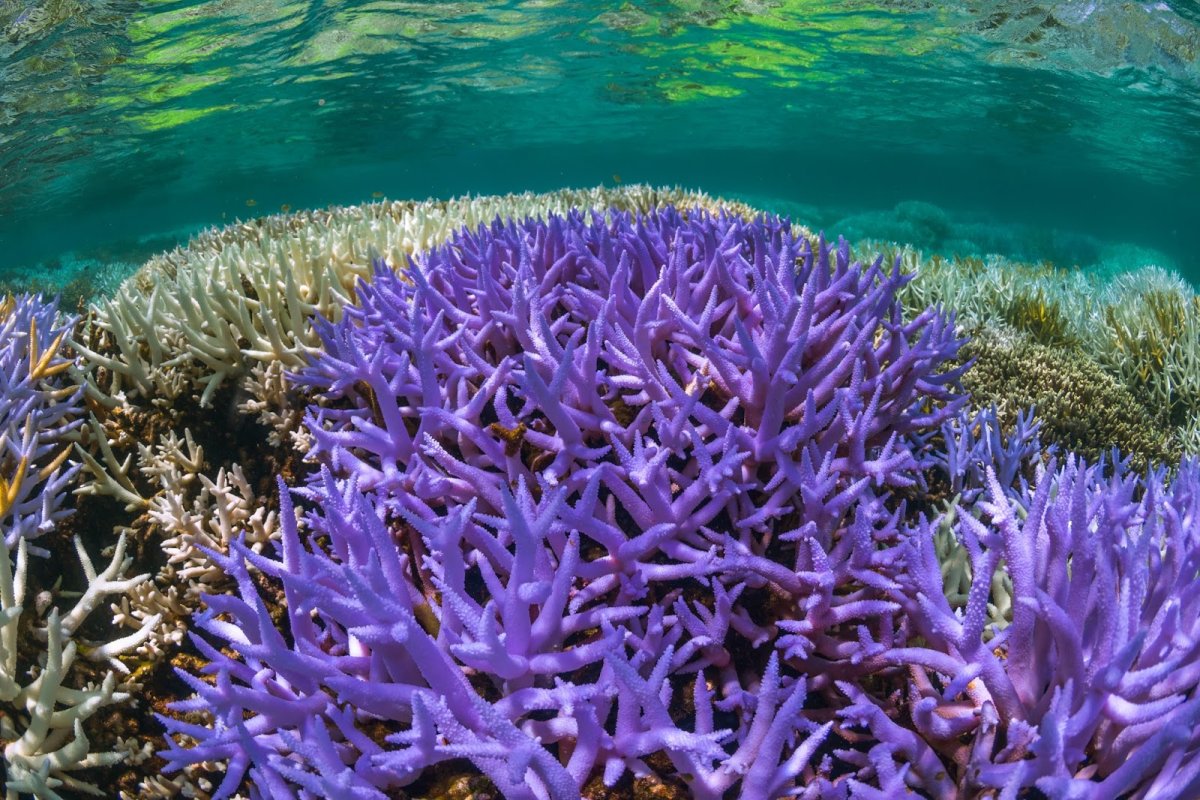 Coral Bleaching