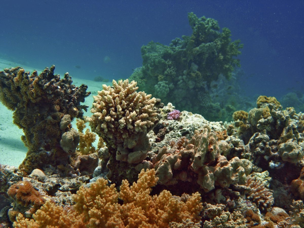 Кораллы красного моря
