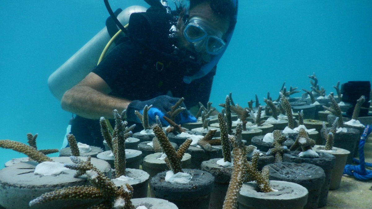 Fairmont Maldives Sirru Fen Fushi музей