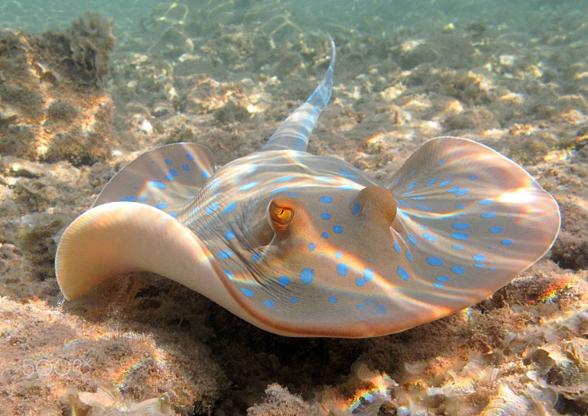 Скат хвостокол красное море
