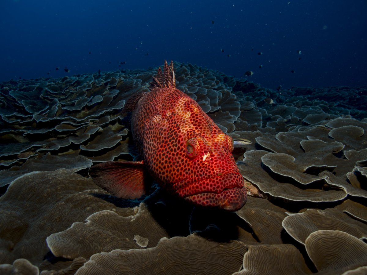 Групер красное море