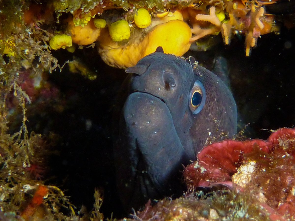 Мурена Адриатическое море