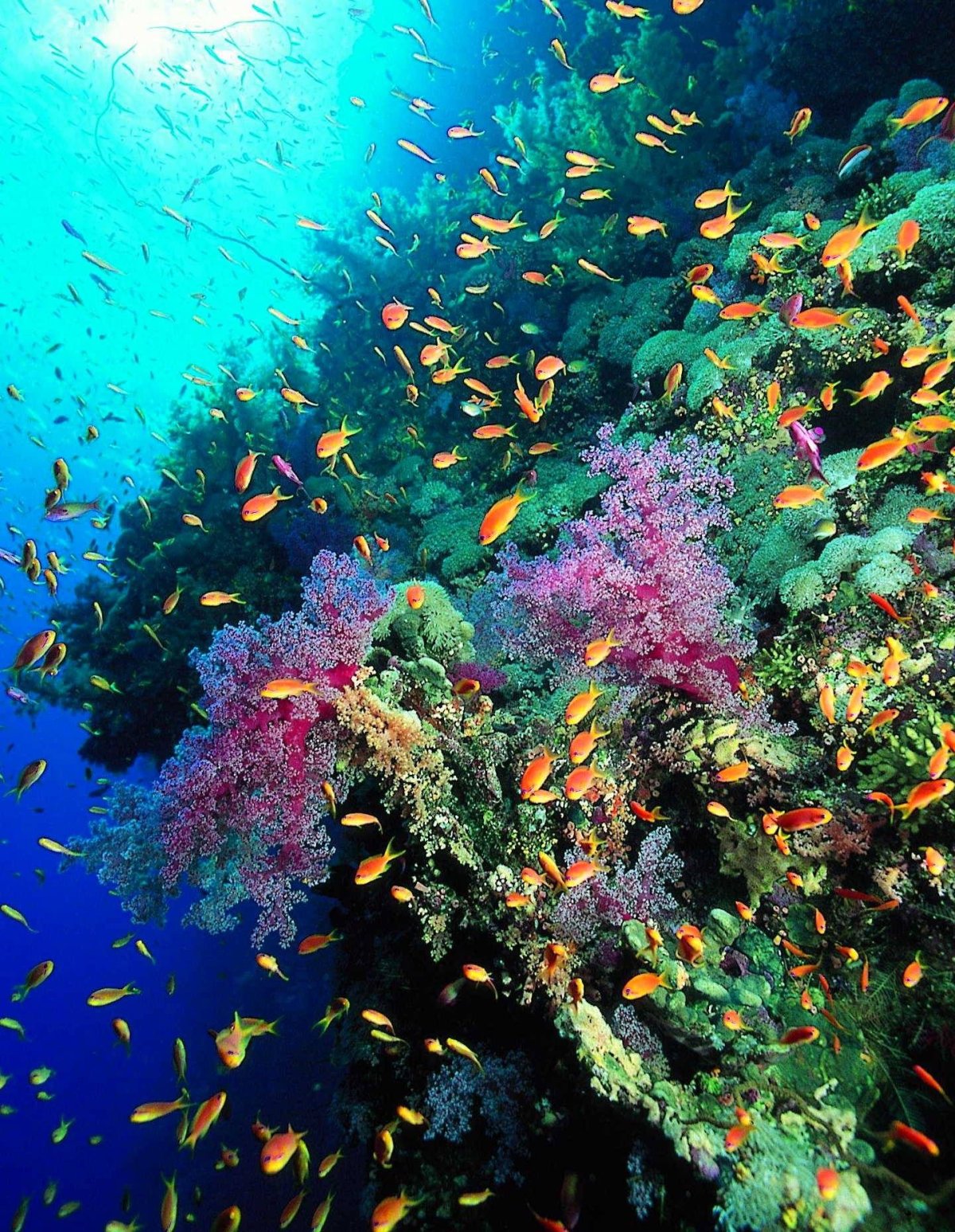 Подводный мир Эгейское море