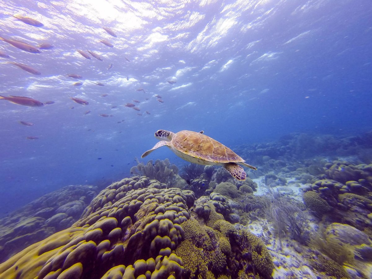 Морские подводные пейзажи