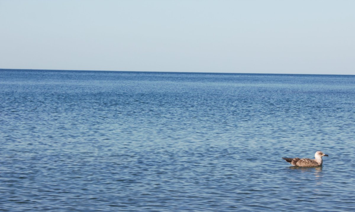 Черное море вода