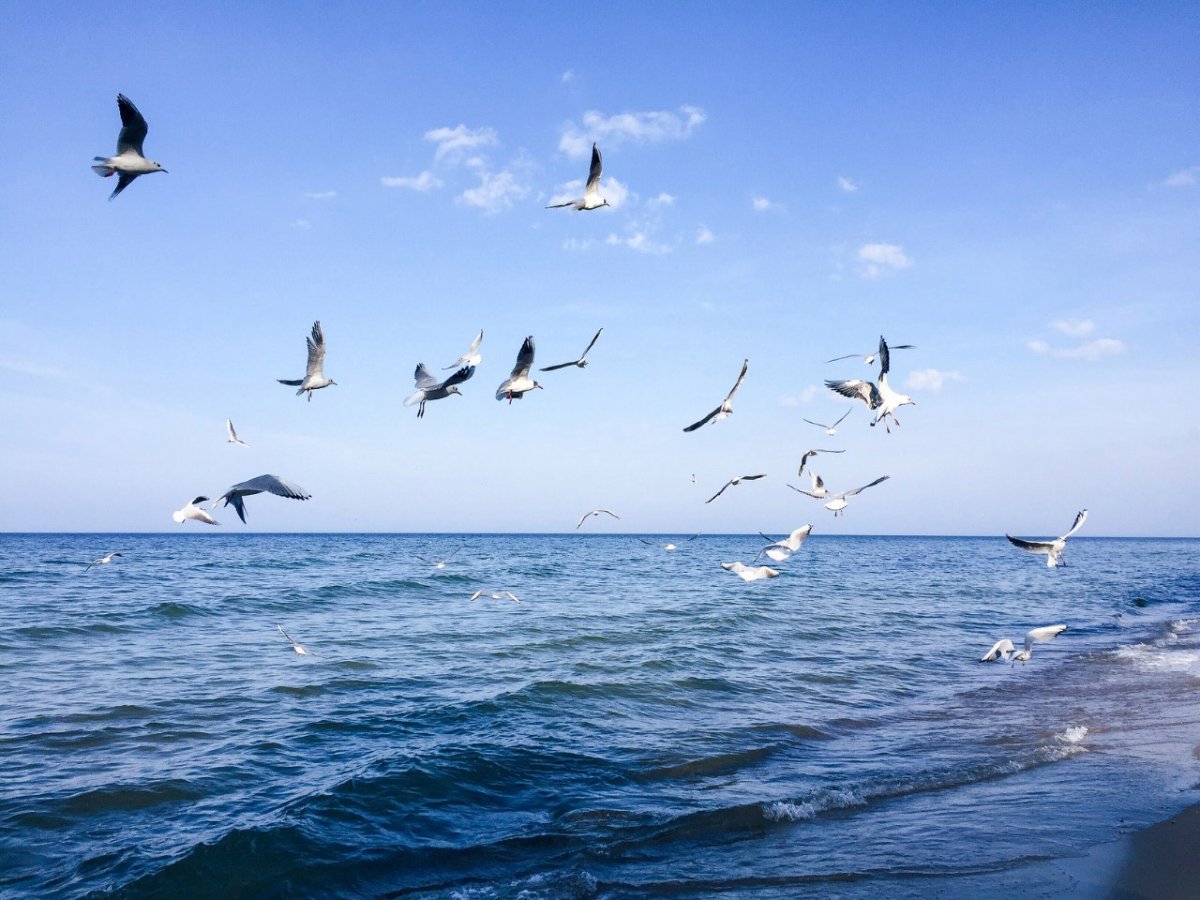 Балтийское море Светлогорск Чайки