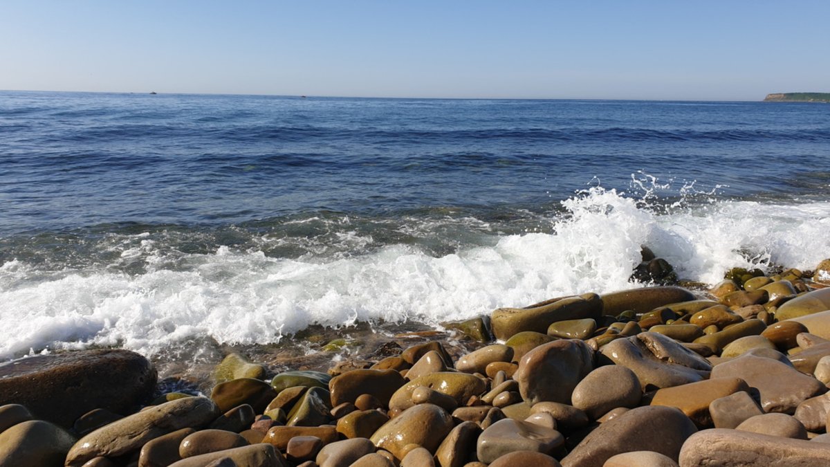 Г. мореиз (467),