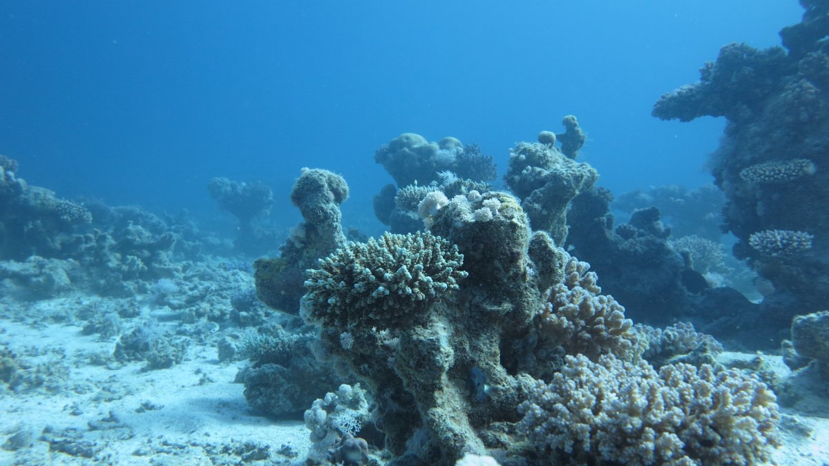 Морское дно