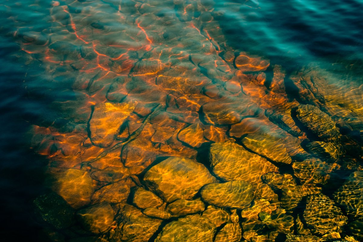 Водоросль ночесветка черное море