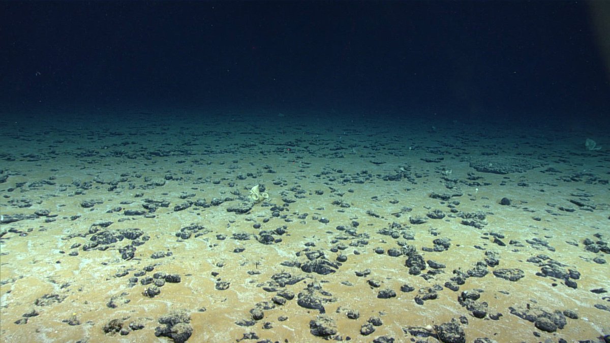 Дно Северного моря
