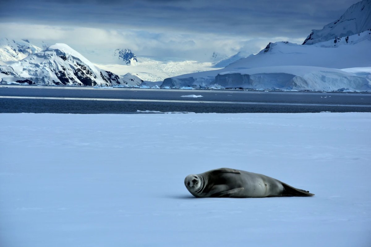 Antarctica is an Ice-covered Continent. It Lies near