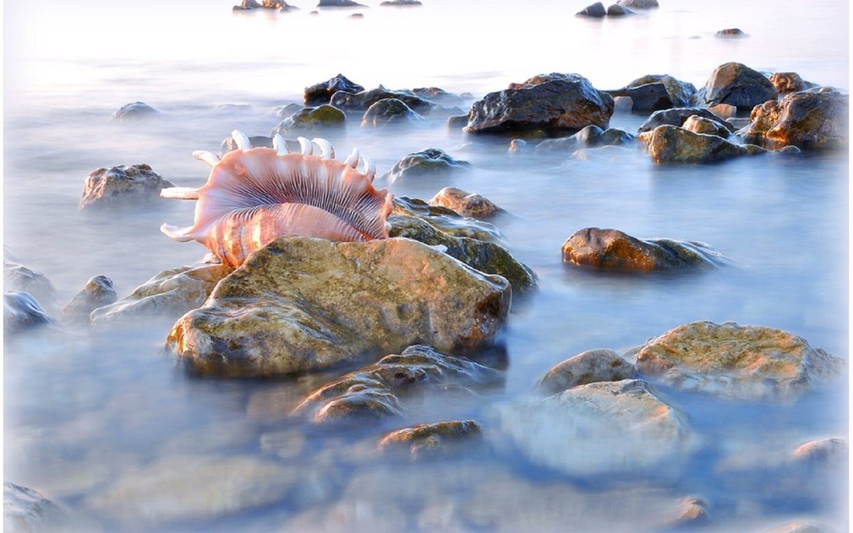Красивые животные море Каменистый