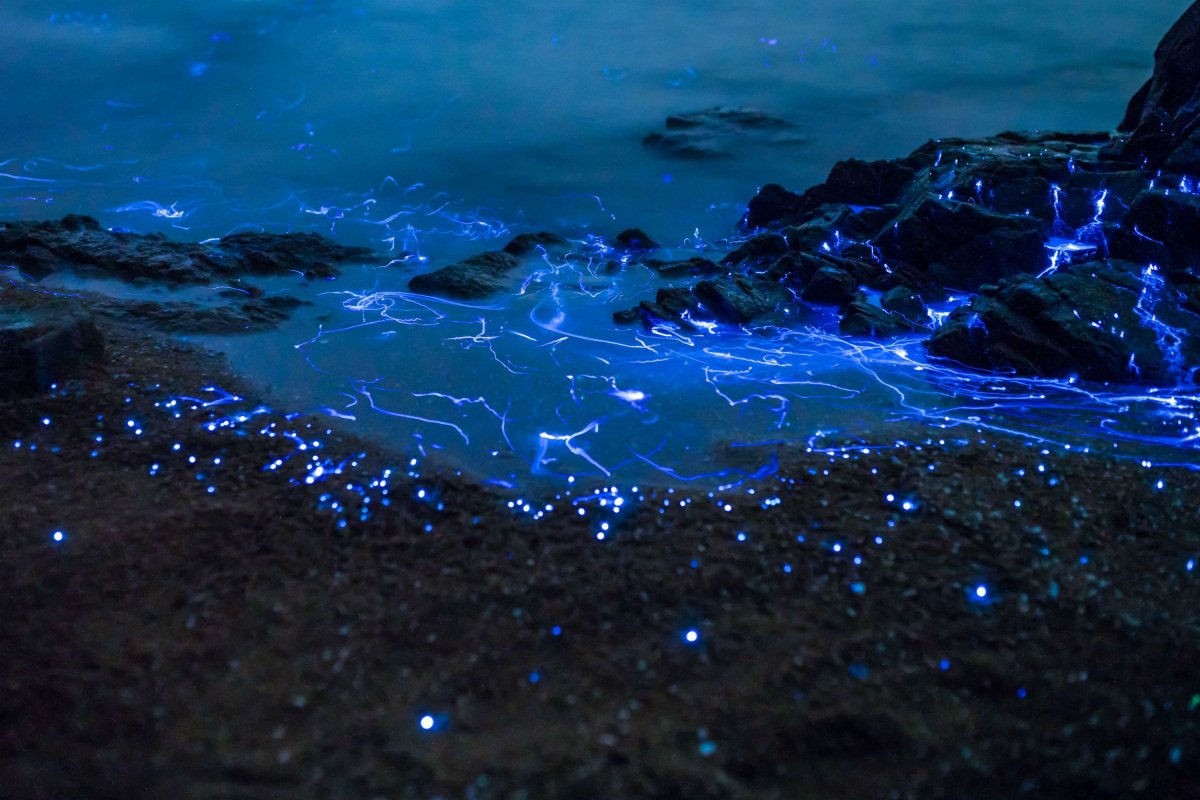 Водоросль ночесветка черное море