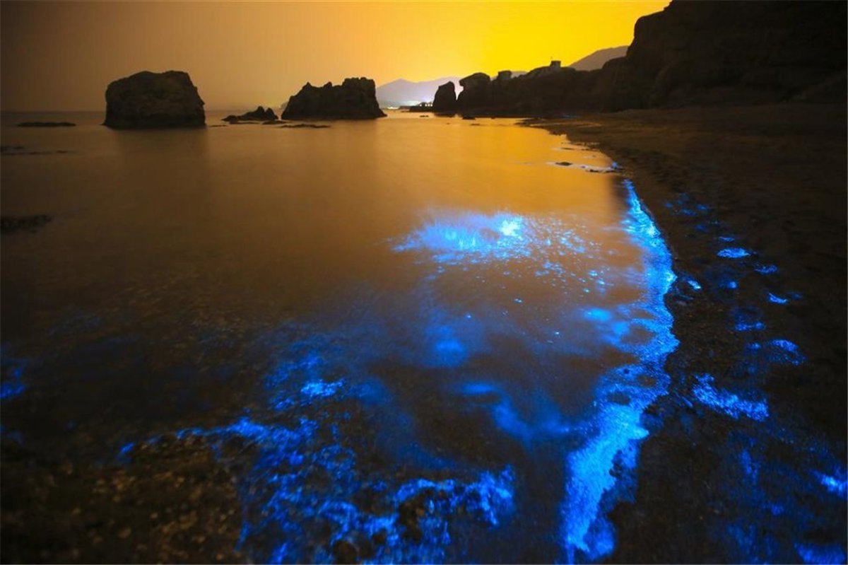 Водоросль ночесветка черное море