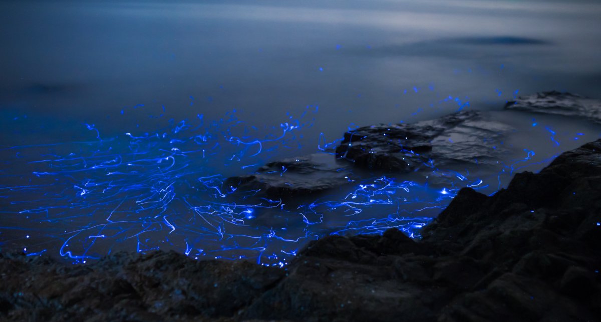 Морская биолюминесценция