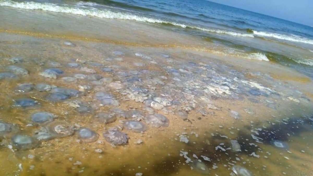 Медузы в Азовском море 2022 Голубицкая