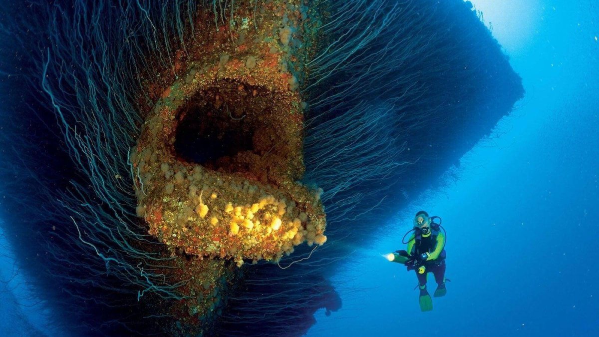 Подводный мир Марианской впадины
