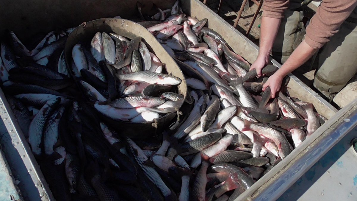 Рыбные ресурсы Азовского моря