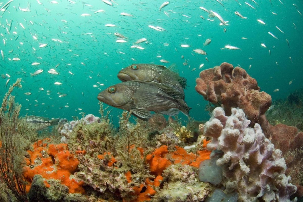 Black Sea Fish