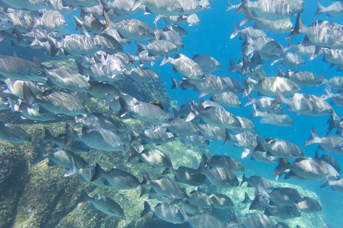 Рыбы мраморного моря